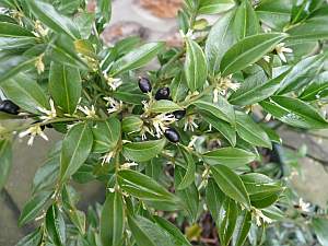 Le Sarcoccoca est un bel arbuste d'origine asiatique